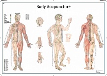 Плакат точек акупунктуры тела человека