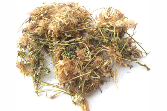 т 5 трава. красивая трава. травянистые растения травы. трава в виде волос. чай зеленый горка.