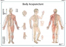 Плакат точек акупунктуры тела человека