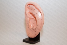 Муляж уха человека с точками акупунктуры, на подставке, 22 см