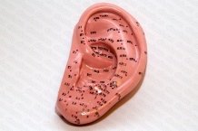 Муляж уха человека с точками акупунктуры, 13 см